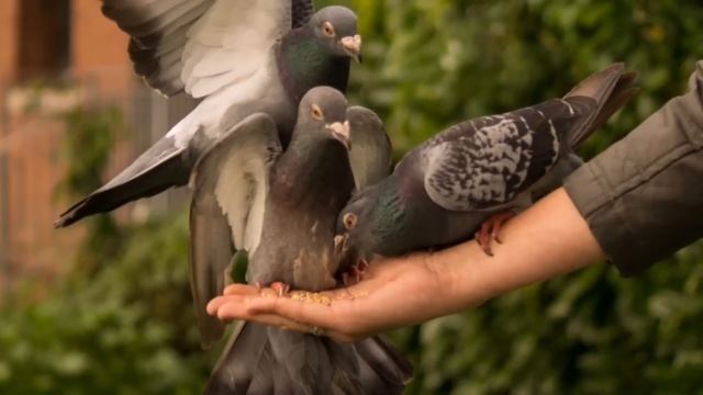 Купим новую дачу! - сказала свекровь #историяизжизни