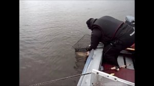 Щука на 10 250 пойманная  на джеркбейт Baltic Wings Bait