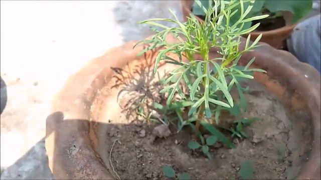 How to Grow & Care Cosmos Flower in India hindi/ Winter Flower Plant/ Gardening Tips смотреть онлайн
