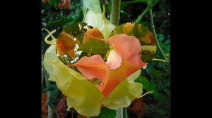 My Slideshow-  My Brugmansia Jungle in Australia.