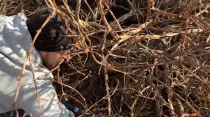 ОБРЕЗКА ЖИМОЛОСТИ ВЕСНОЙ. УХОД ЗА ЖИМОЛОСТЬЮ.