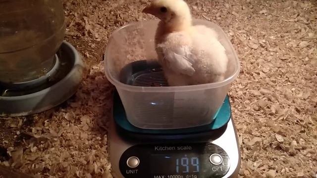 Недельные цыплята бройлеры и царскосельские.