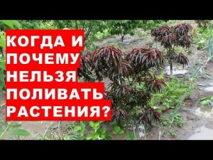 Когда и почему нельзя поливать растения? Почему гниют корни растений?