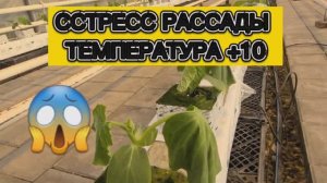 Первый стрэсс огурчика.