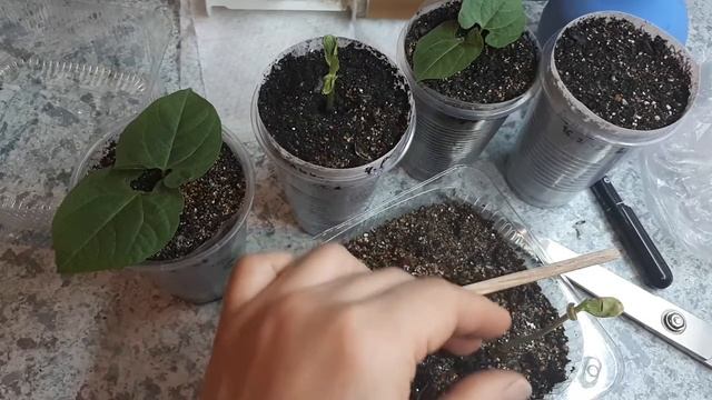 Долихос (вьющаяся сирень). Если гиацинтовые бобы взошли плохо. Часть 2. смотреть онлайн