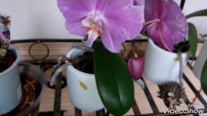 #ОРХИДЕИ Домашнее цветение Синголо. 25.05.2017