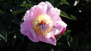 Пион PINK LEMONADE