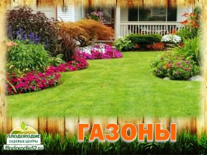 Планирование участка. ГАЗОНЫ
