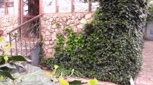 ПЛЮЩ МОЖНО ПОСАДИТЬ СЕМЕНАМИ  НО ХОРОШЕГО РОСТА ЖДАТЬ ДОЛГО! САЖАТЬ НАДО ЧЕРЕНКАМИ!