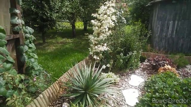 Юкка нитчатая( садовая). Ура моя Юкка зацвела. Уход,выращивание ,размножение, цветение.
