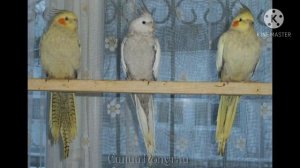 как определить пол корелы.