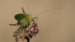 Кузнечики зелёные, певчие и кузнечик обыкновенный серый "Кобылка"