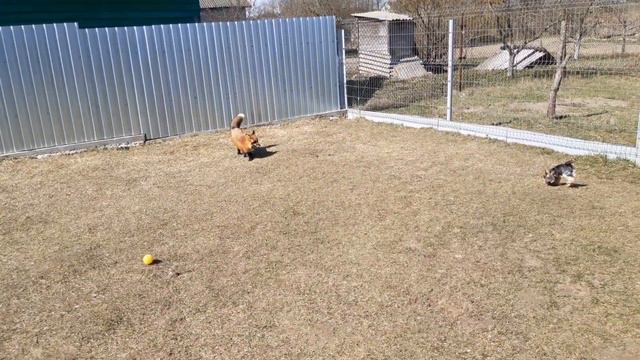 ЛисЯша и йорк Филя. Догонялки смотреть онлайн