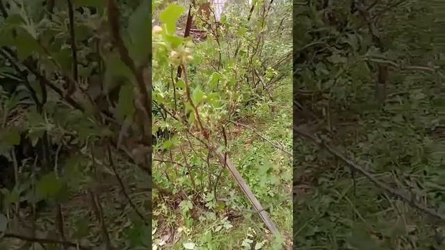 Яблони цветут, птички поют. Весна, дача. Май 2023