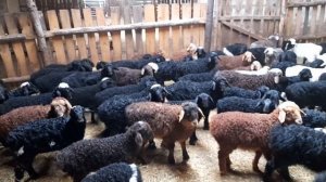 Судороги у ягнят-или безоарная болезнь.