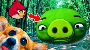 НА НАС НАПАЛА ОГРОМНАЯ СВИНЬЯ из ANGRY BIRDS!! ЗЛЫЕ ПТИЦЫ в РЕАЛЬНОЙ ЖИЗНИ!! Корги Кекс