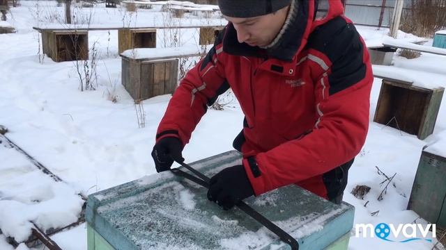 Зимовка пчёл карника на воле в пенополистирольных ульях 02.02.2018 смотреть онлайн