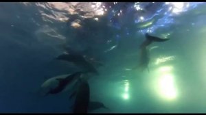 Рождение Дельфина: Самка дельфина  рожает малыша