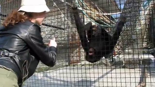 Ялтинский зоопарк обезьяны 1 смотреть онлайн