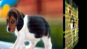 бигль описание породы содержание и уход