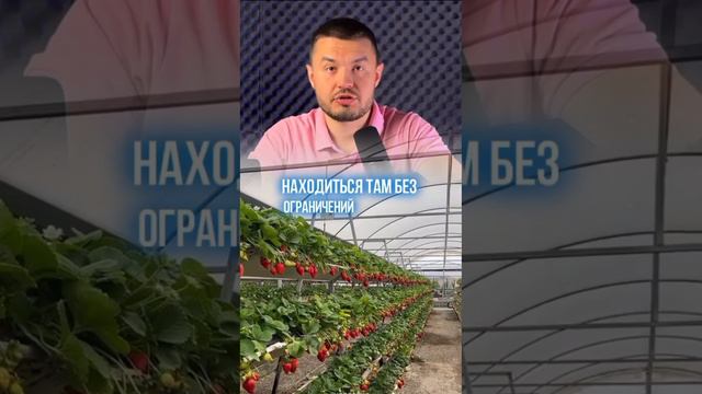 Дачный бизнес на 🍓