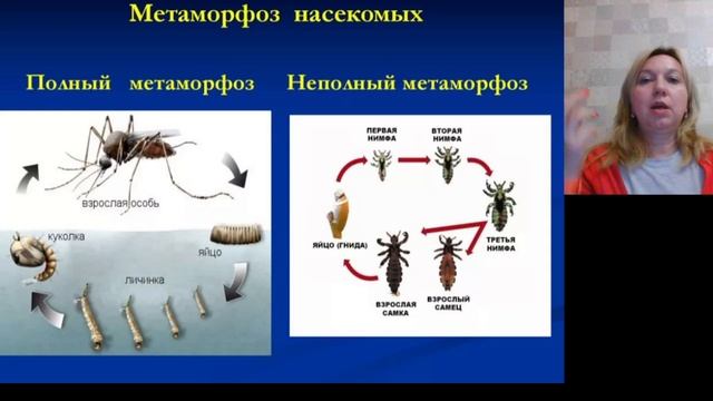 Схема гормонального контроля метаморфоза насекомых