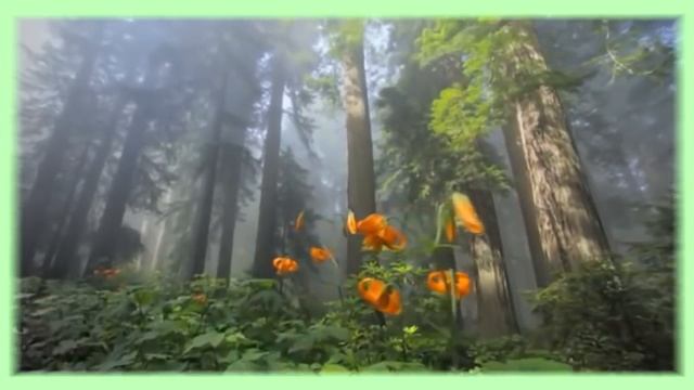 Красивая расслабляющая музыка смотреть онлайн