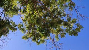 Конец июля. Цветет софора японская!