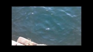 Пошли на рыбалку,напали на МиДуЗу