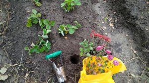 Посадка хризантемы под зиму 28.09.2019