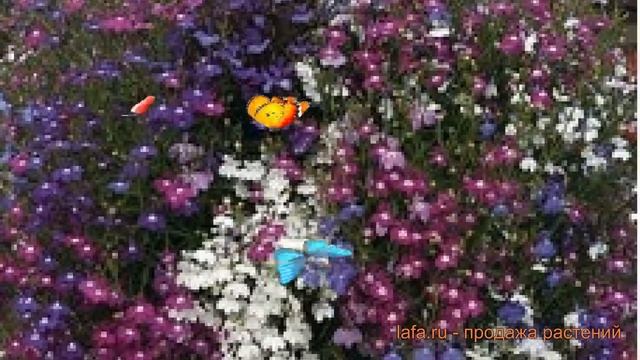 Лобелия ампельная Микс ? ампельная лобелия Микс обзор: как сажать, семена лобелии Микс смотреть онлайн