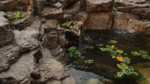Пруд водопад с карпами кои своими руками