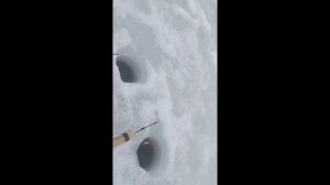 рыбалка на Вазузском водохранилище. такого улова я не ожидал.