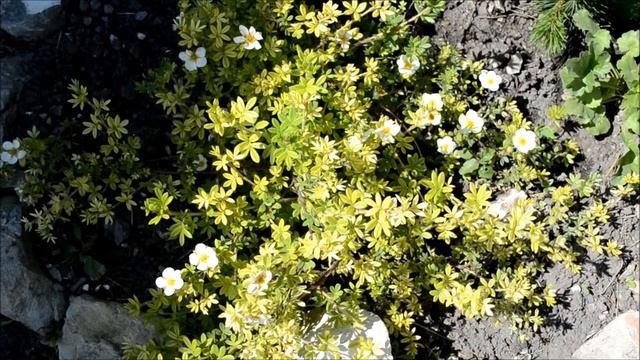 Лапчатка кустарниковая. Цветение кустарника лапчатка