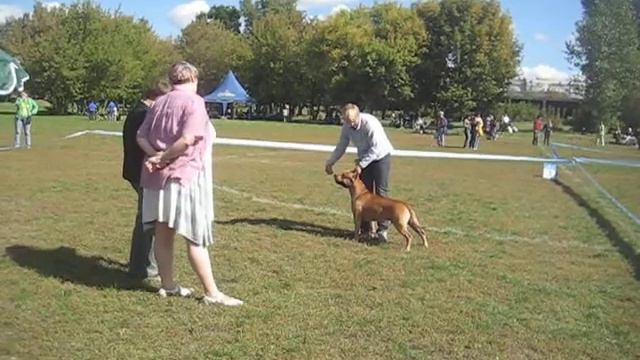 Выставка САС "Бровары-2011" смотреть онлайн