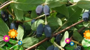 Жимолость съедобная Герда. Краткий обзор, описание характеристик lonicera edulis Gerda