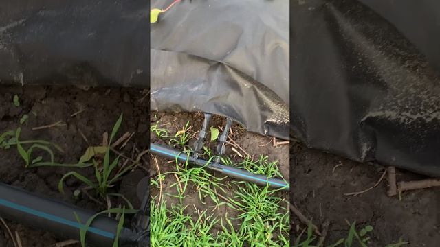 31 октября 2022 г. Клубника на грунте первый раз. смотреть онлайн