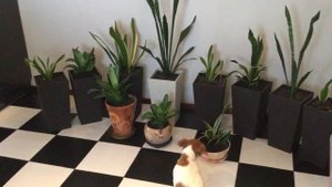 Сансевиерия как я ухаживаю