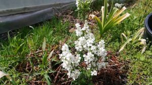 Экзохорда " Magical spring time"