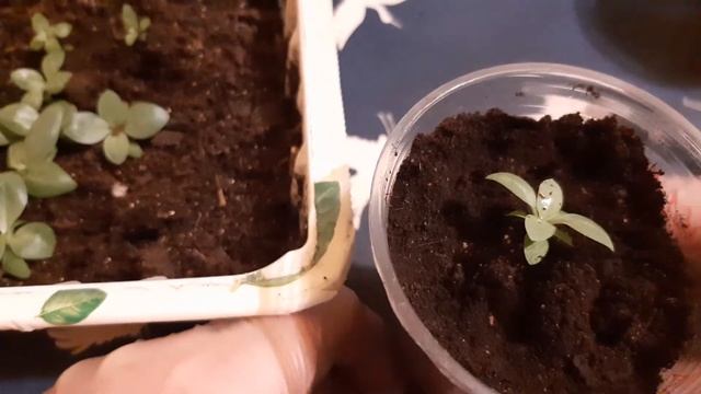 Пикировка Эустомы/Все о пересадке/ 2022 смотреть онлайн