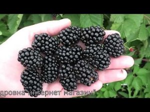 ЛОХ ТЕЙ раний вкусный сорт ежевики