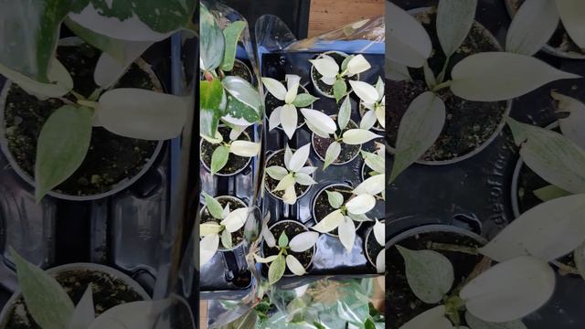 Baby white/variegated Florida Ghost plants #rarehouseplants #houseplants #rareplants