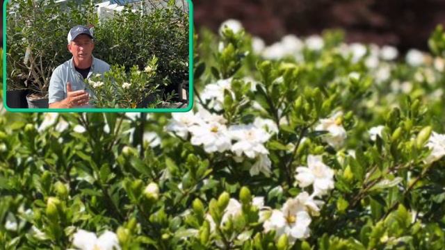 Double Mint Gardenia | GARDENIA JASMINOIDES 'DOUBLE MINT' смотреть онлайн