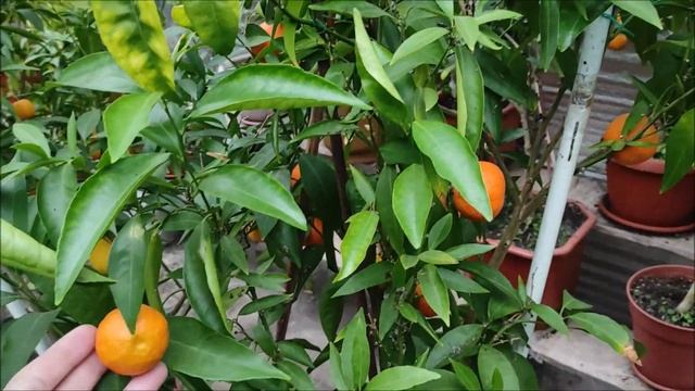Клементин Spinoso.  Самий ранній з клементинів в цьому році. Harvest 2022.