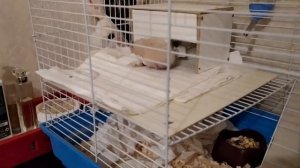 КАК ОБУСТРОИТЬ КЛЕТКУ ХОМЯЧКА