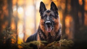 Лай собак (Звук лая немецкой овчарки) | (1 Минута)