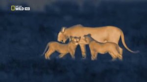 Animals of Africa: Explore African Animals