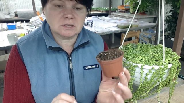 Мой СЕКРЕТ размножения КРЕСТОВНИКА Роули. смотреть онлайн