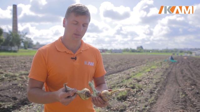 Лук репчатый Алонсо F1 смотреть онлайн