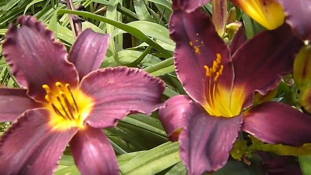 футаж цветы лилейник 2 смотреть онлайн